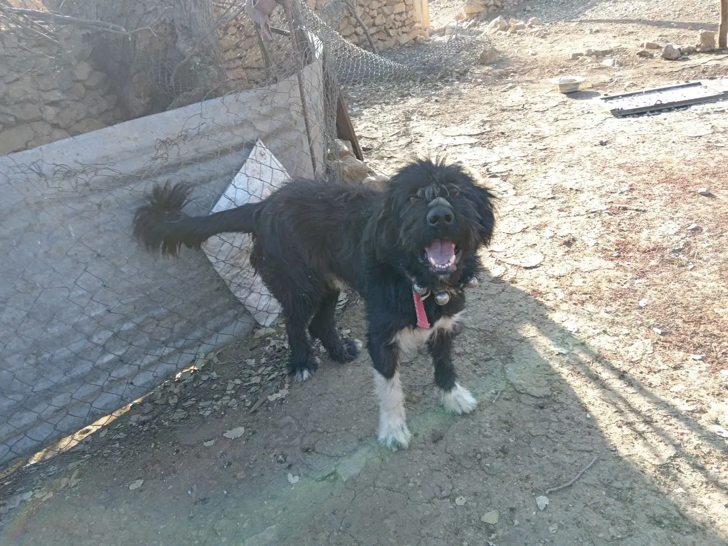 سگ ریشی|سگ|دشمن زیاری, |دیوار