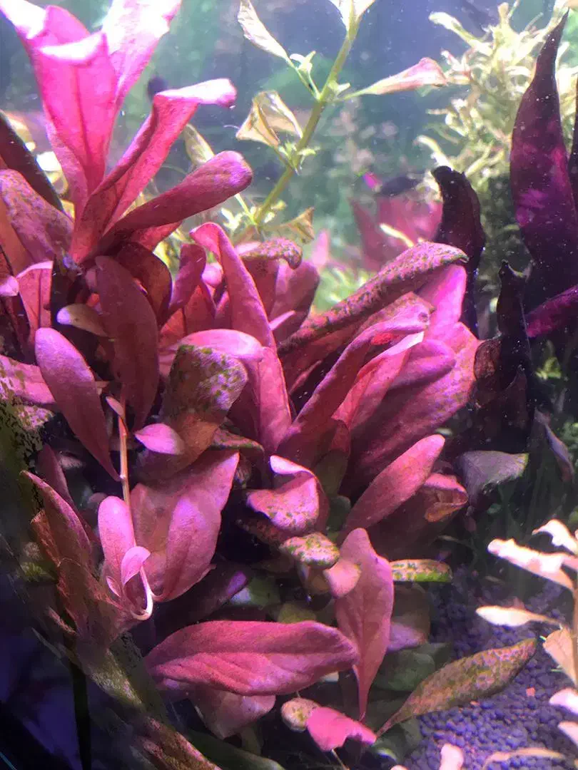 گیاه آکواریوم و پلنت|ماهی|تهران, میدان ولیعصر|دیوار