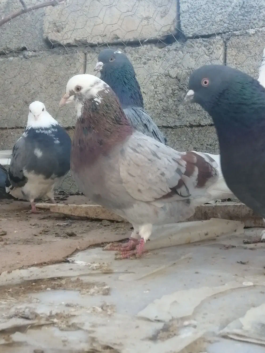 کبوترقروشی|حیوانات|مهاباد (آذربایجان غربی), |دیوار