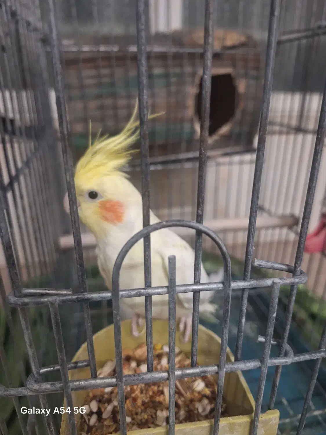 جفت عروس هلندی لوتینو و آلبینو باقفس و لونه کامل|پرنده|شیراز, نیستان|دیوار