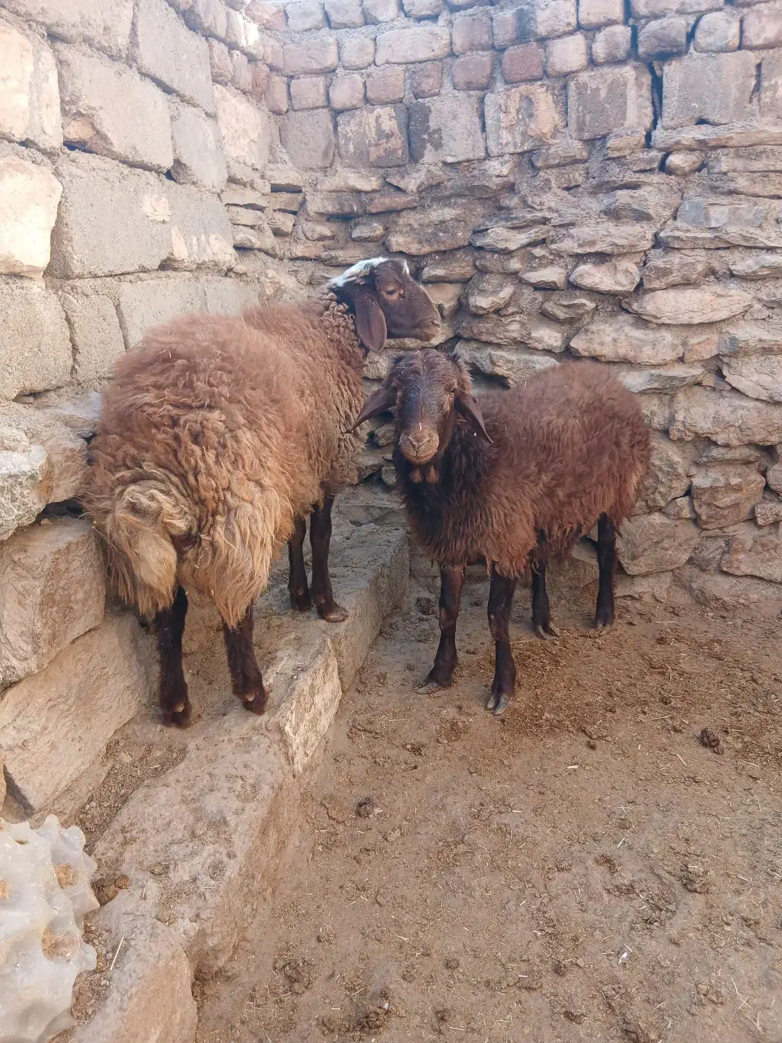 بره|حیوانات مزرعه|کنگاور, |دیوار