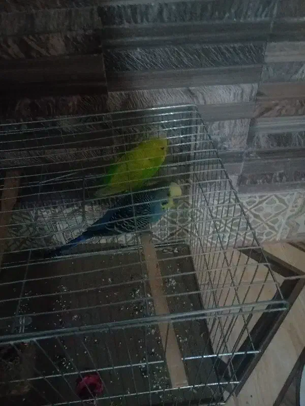 عروس هلندی با مرغ عشق|پرنده|کلاله, |دیوار