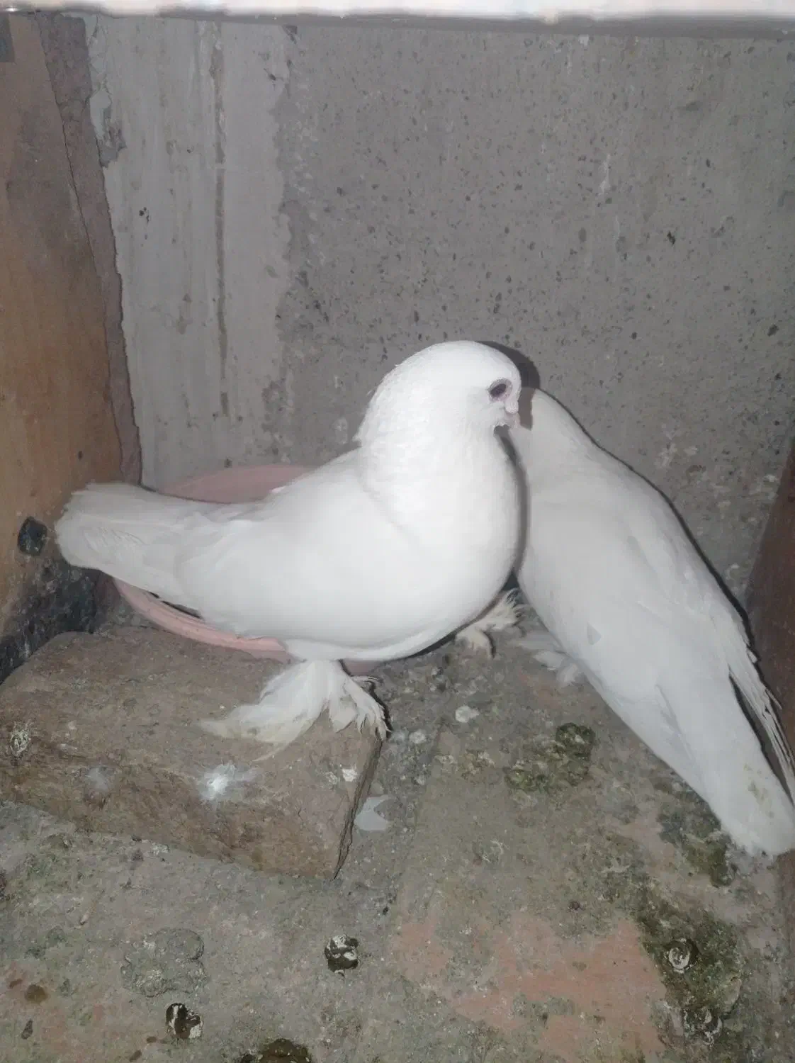 کفتر|پرنده|تبریز, |دیوار