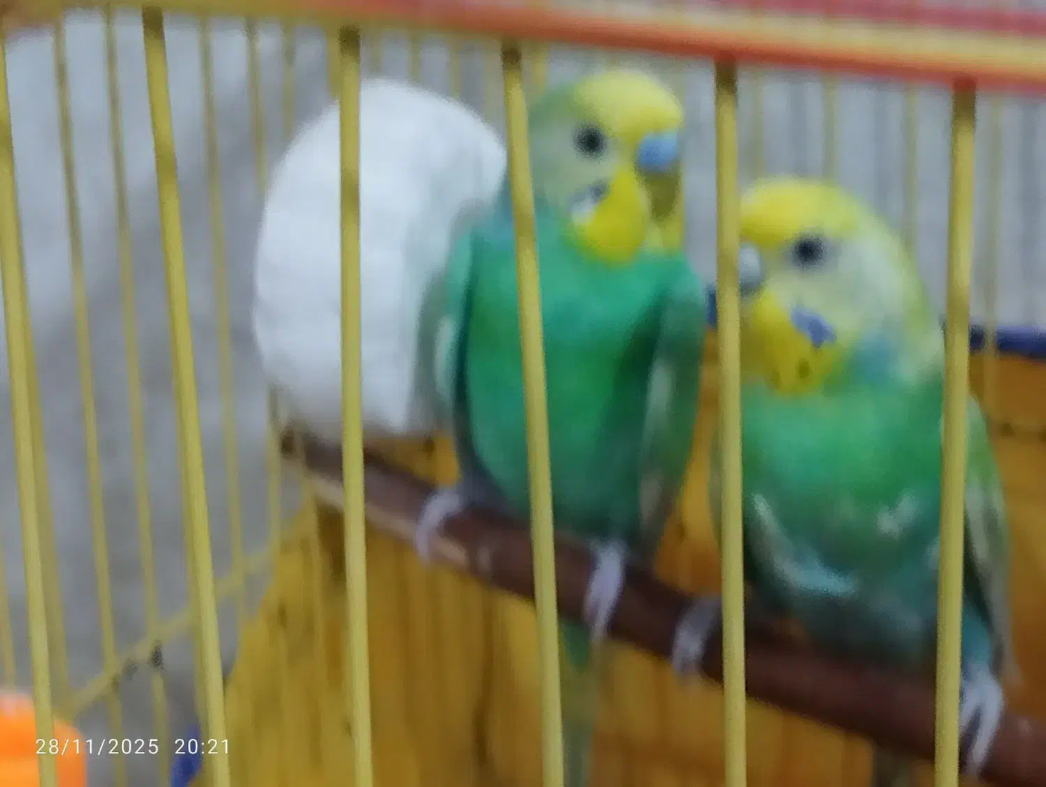 جفت مرغ عشق  با تخم|پرنده|بندر ماهشهر, |دیوار