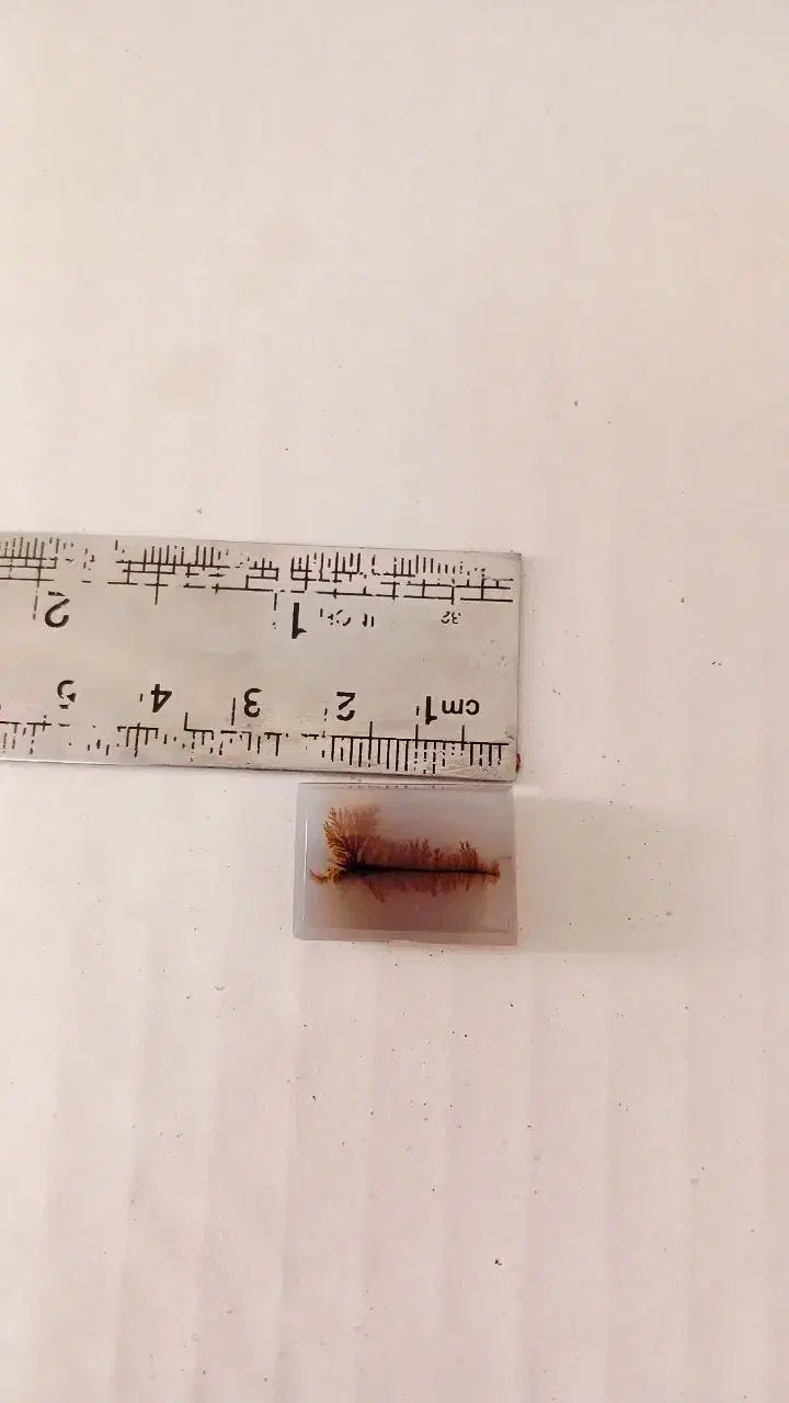 سنگ کلکسیونی نگین شجر|جواهرات|شاهرود, |دیوار