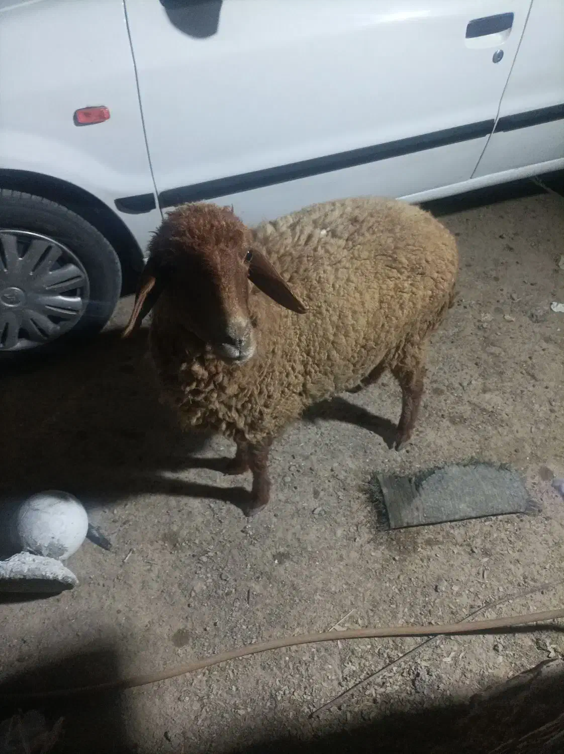 گوسفند|حیوانات مزرعه|هندیجان, |دیوار