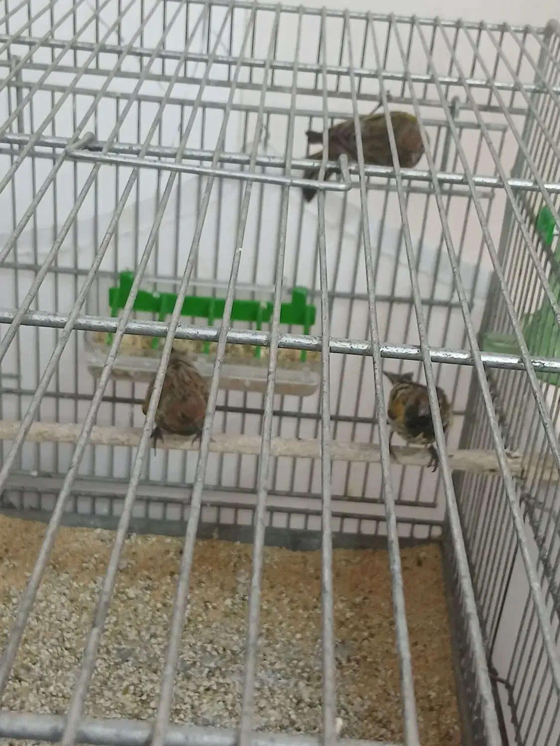 گلبسر نر|پرنده|نسیمشهر, |دیوار