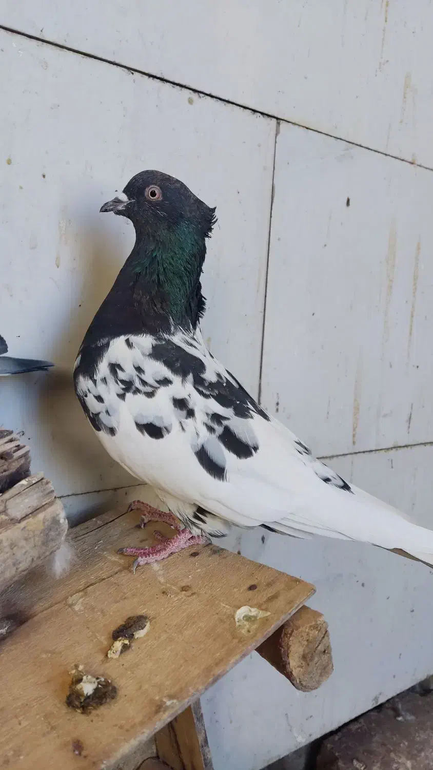 کبوتر|پرنده|اقبالیه, |دیوار