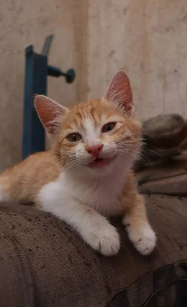 واگذاری رایگان دو‌ بچه گربه|گربه|ری, ظهیرآباد|دیوار