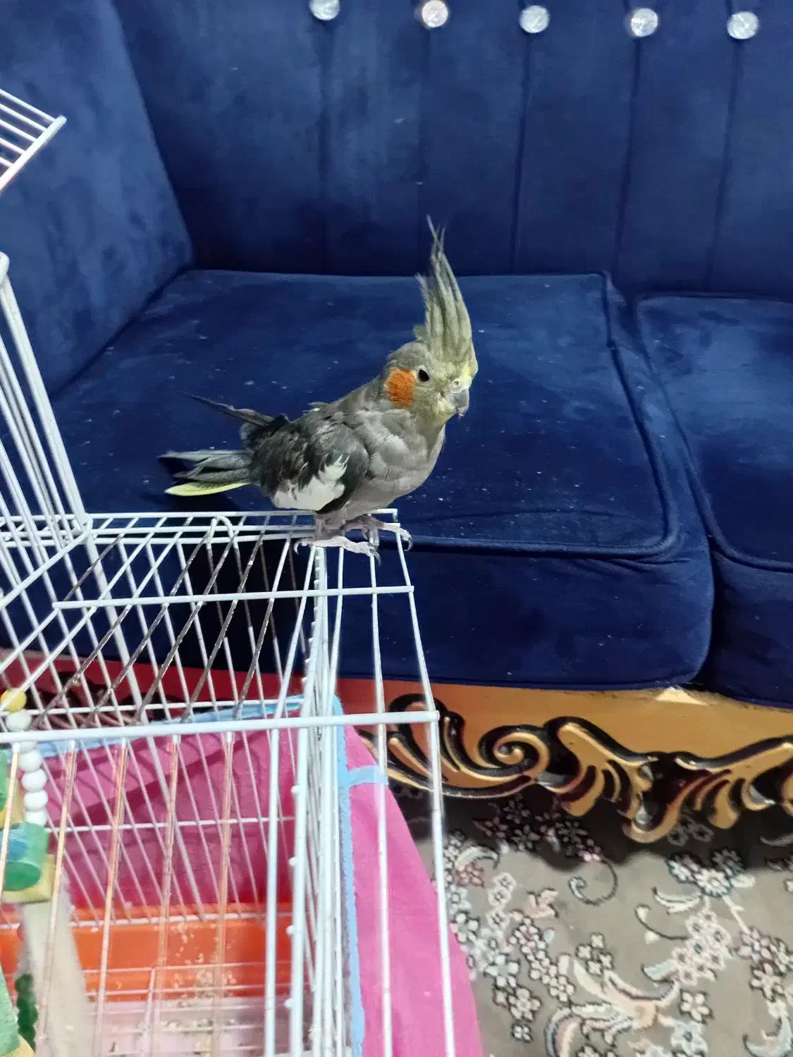 پرنده|پرنده|ساوه, |دیوار