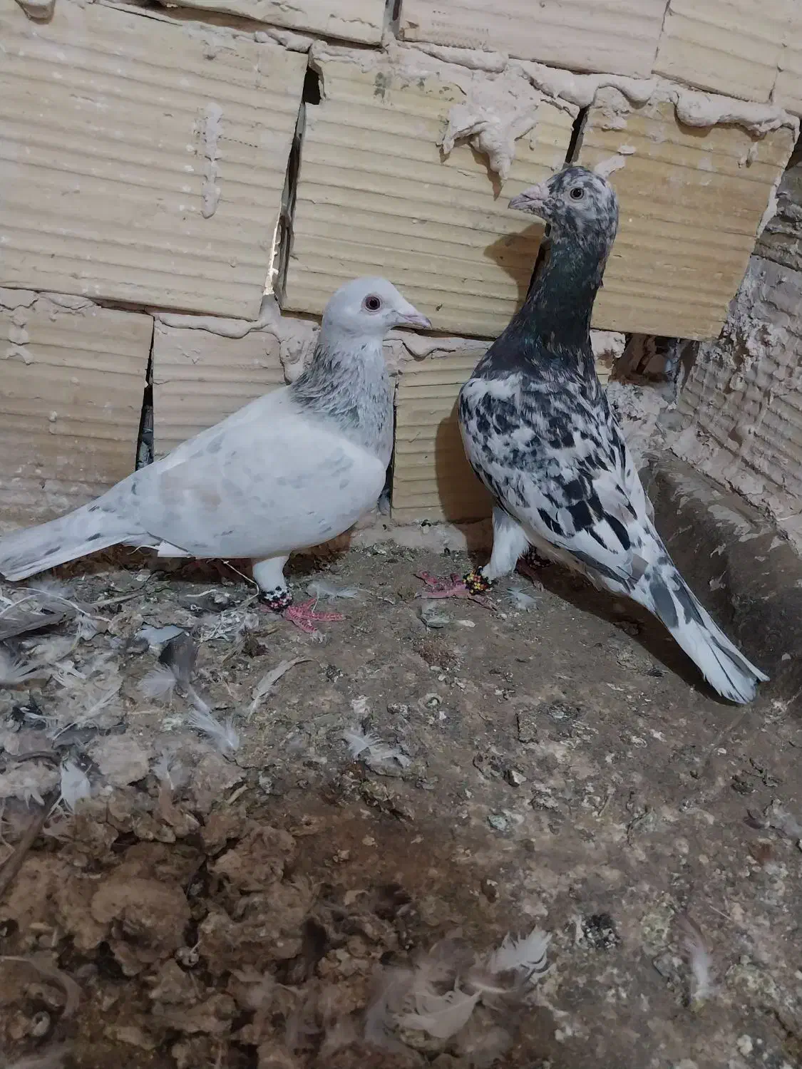 کفتر جفت نر سار هفترنگ ماده سار کاغذی عتیقه کمیاب|پرنده|تربت‌حیدریه, رضاشهر|دیوار