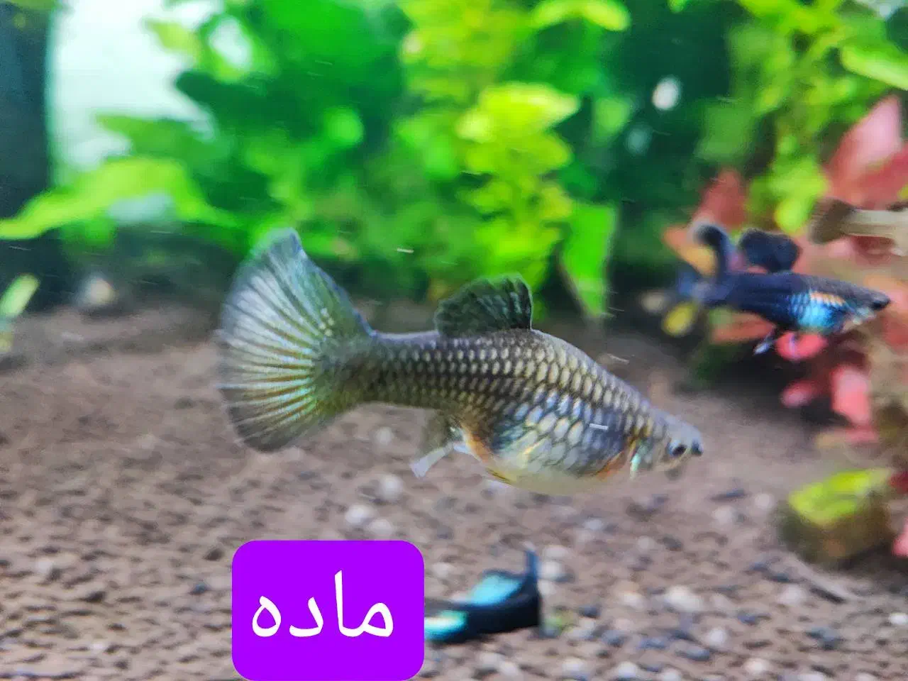 گوپی بلو مسکو|ماهی|تهران, استخر|دیوار