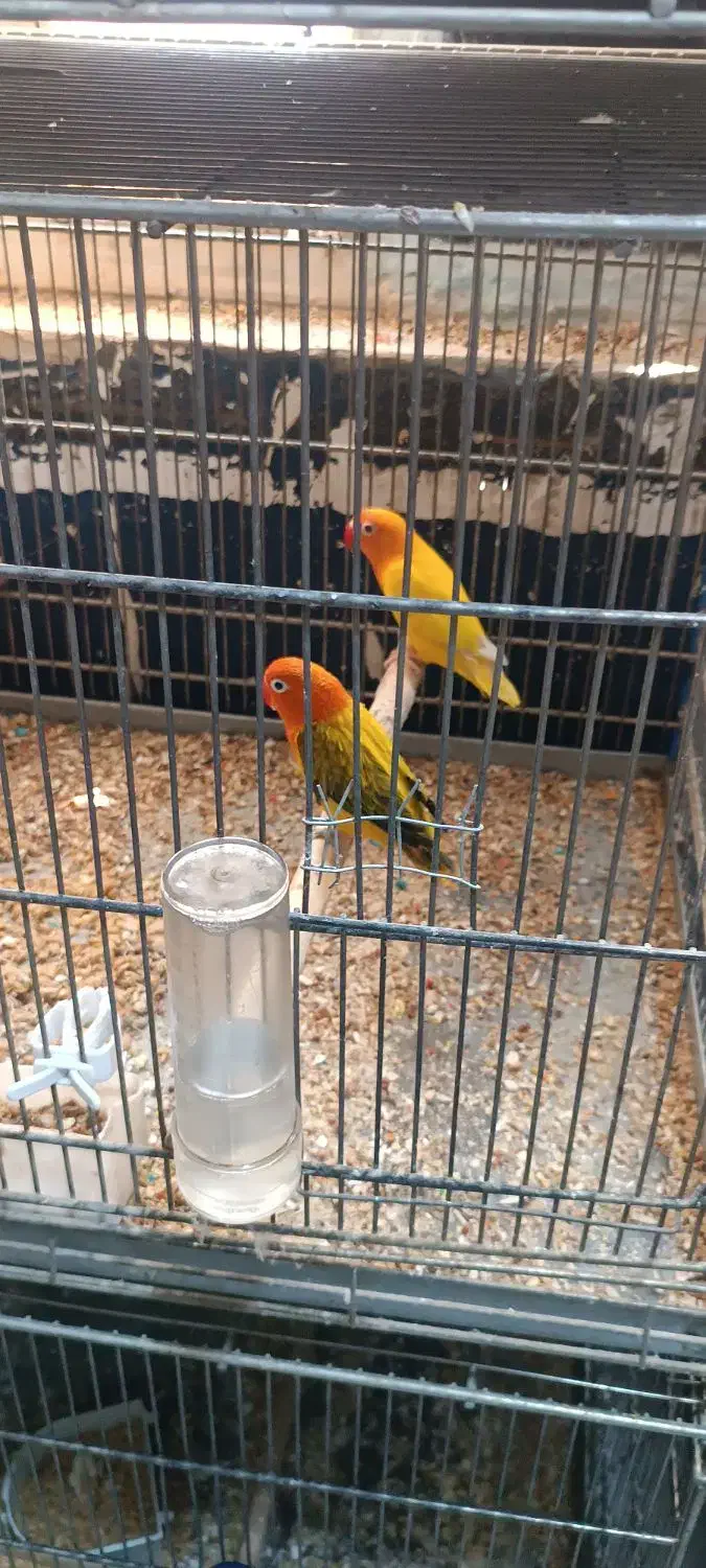 طوطی برزیلی به شرط مولد|پرنده|اهواز, نادری|دیوار