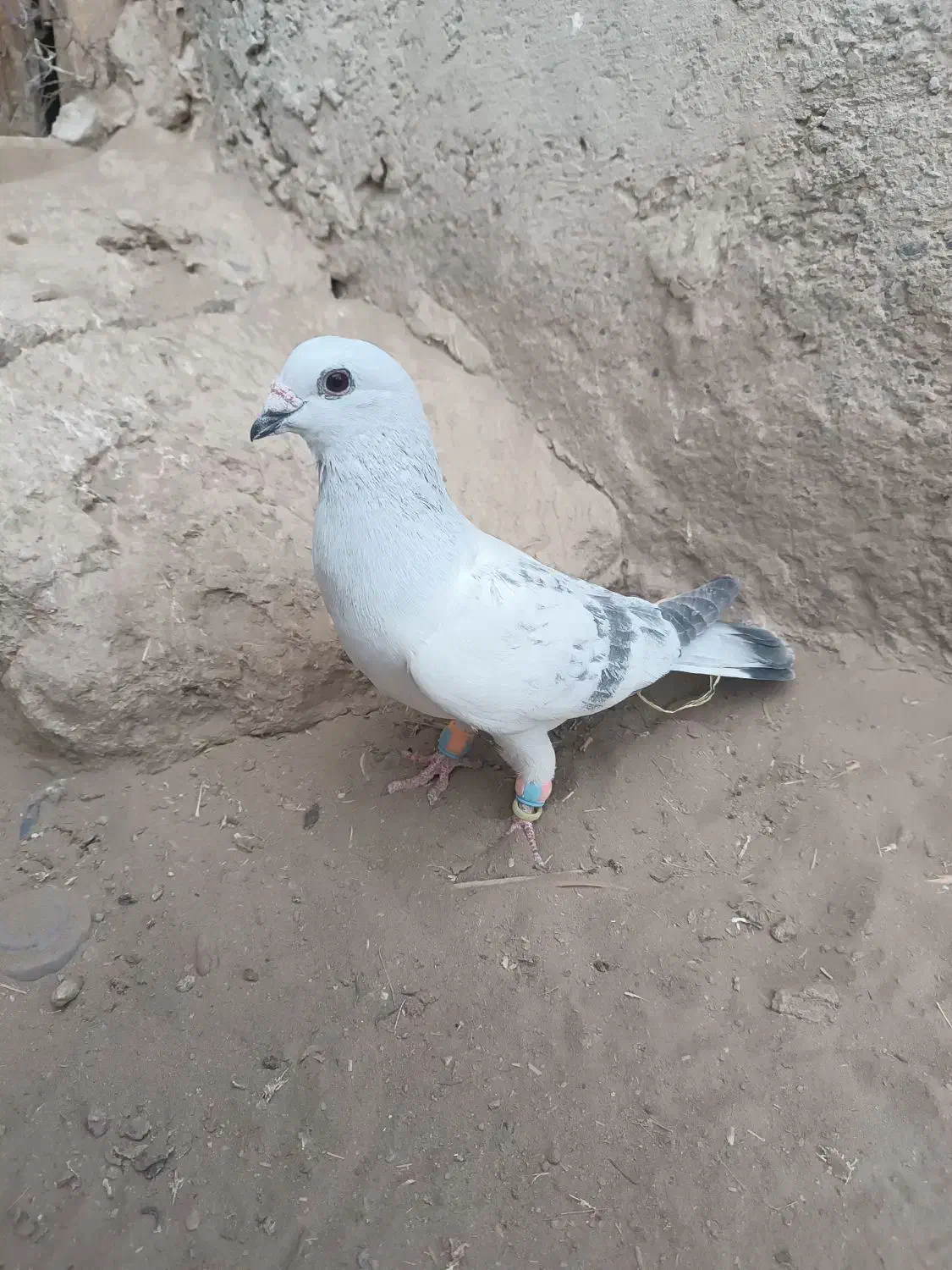 7تا کبوتر فروشی|پرنده|ریگ ملک, |دیوار