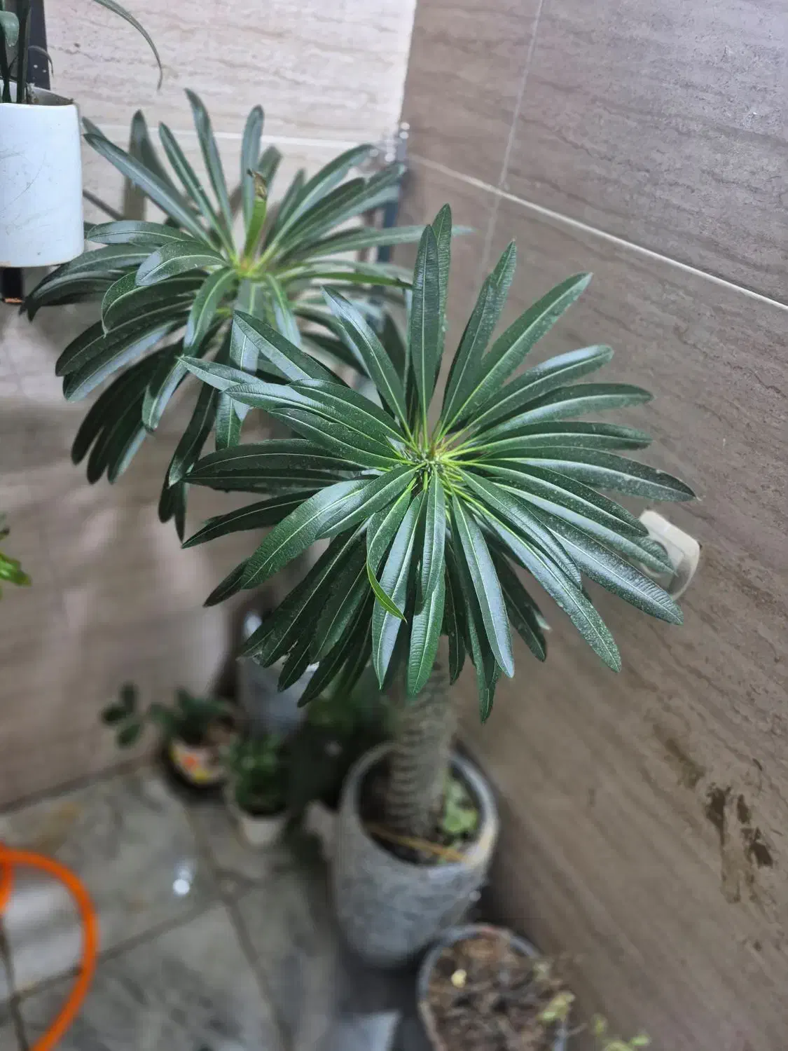 نخل ماداگاسکار معاوضه با|گل و گیاه طبیعی|محمدشهر, شهرک چمران|دیوار