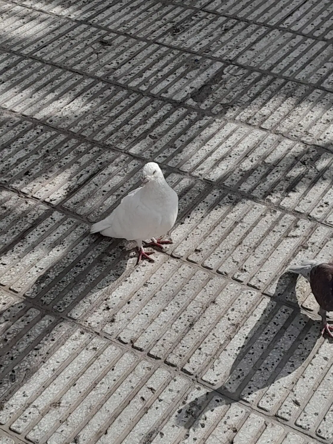 سفید کفتر|حیوانات|سبزوار, اسلام آباد|دیوار