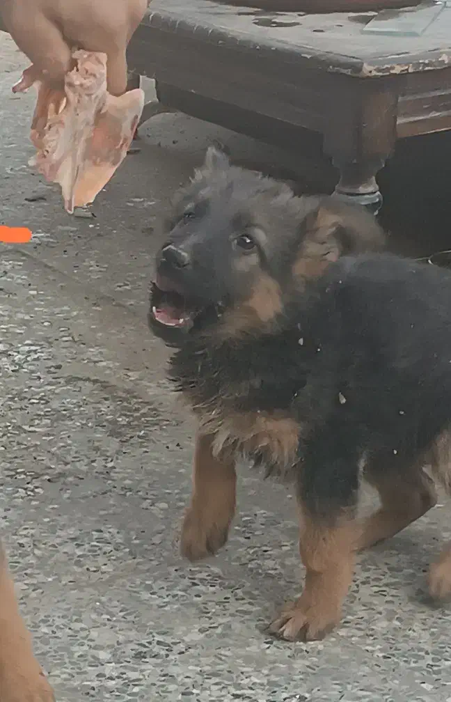 توله سگ ژرمن اصیل|سگ|اصفهان, قهاب جنوبی|دیوار