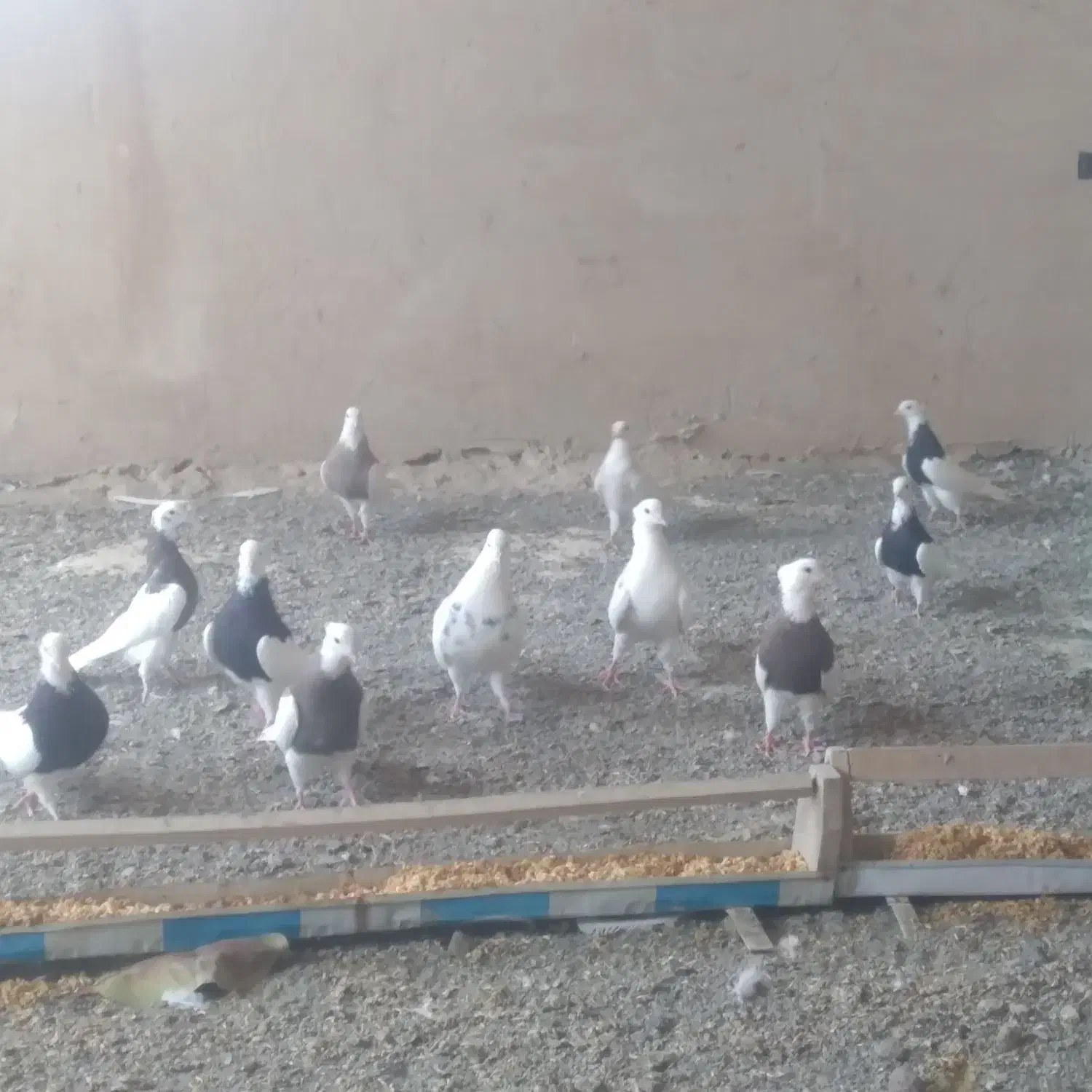 طوقی|پرنده|دهگلان, |دیوار