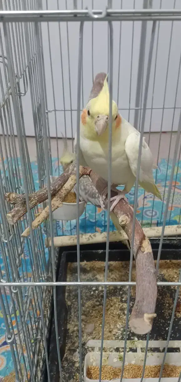 عروس هلندی نژاد دار رنگ خاص|پرنده|محمدشهر, شهرک پیام (مهرالبرز)|دیوار