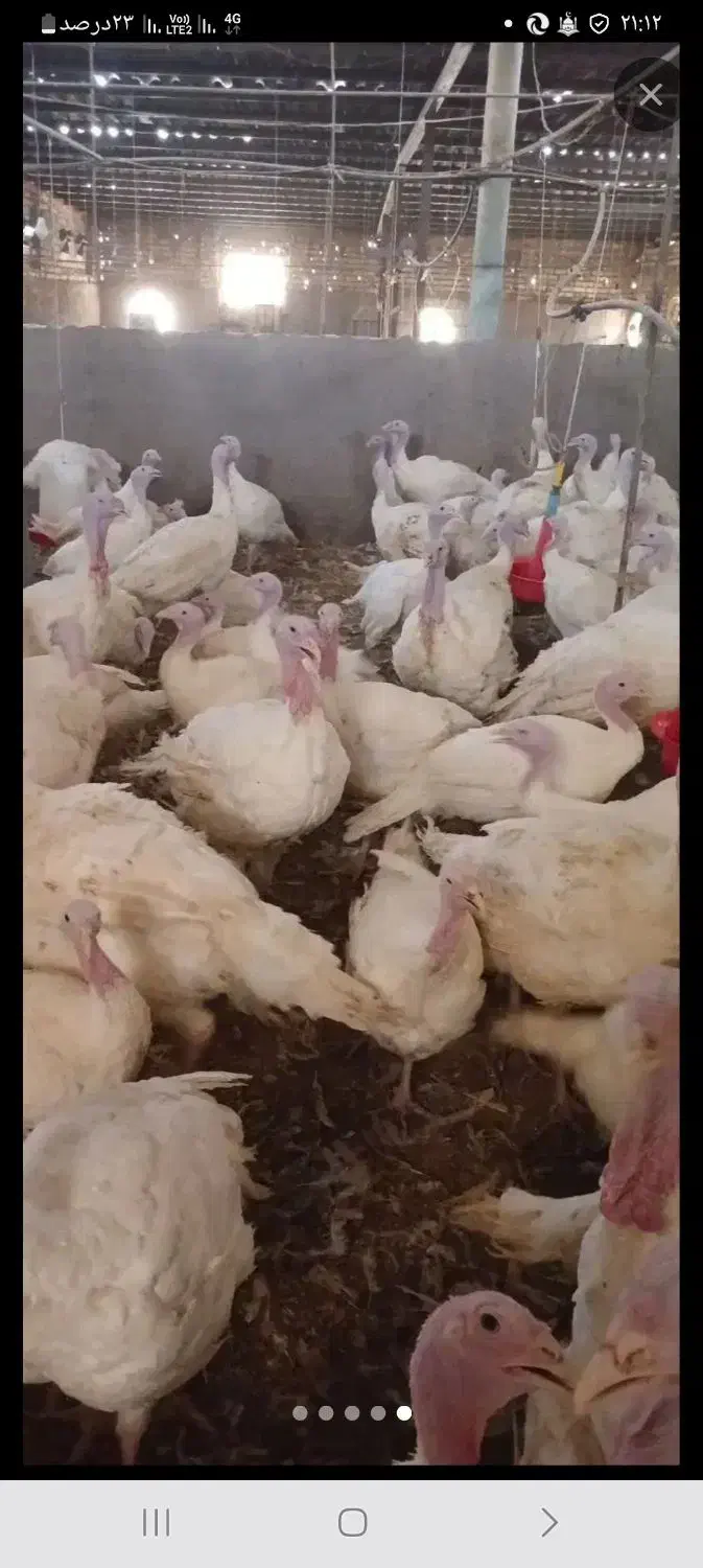 فروش بوغلمون باگوشتی لذیذ وخوشمزه|حیوانات مزرعه|بندر گناوه, |دیوار