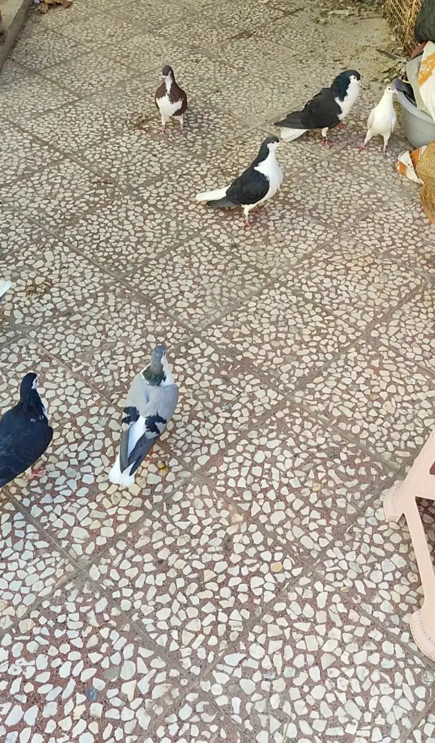 کبوتر دمگیر|پرنده|پیر بکران, |دیوار