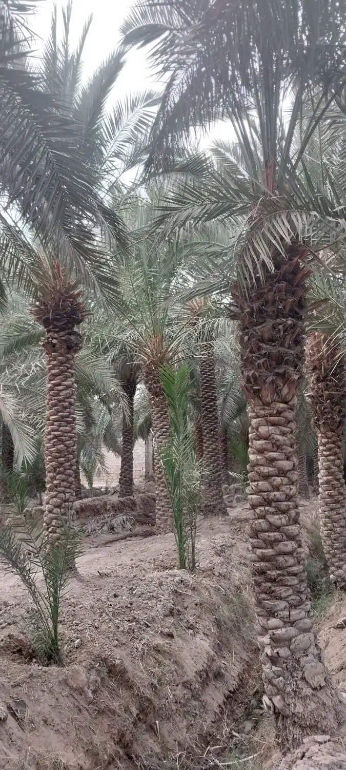 فروش نخل|گل و گیاه طبیعی|شادگان, |دیوار