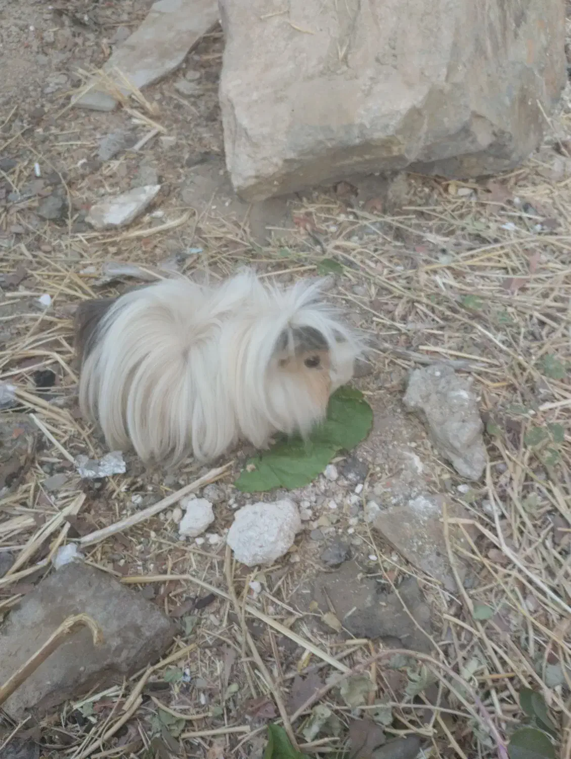 خوکچه هندی|موش و خرگوش|اسدآباد, |دیوار