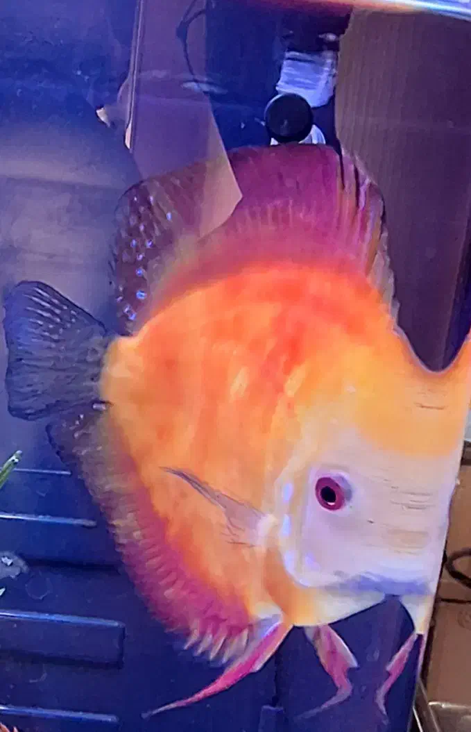 ماهی دیسکس قرمز نژاد دار اصل ۷اینچی|ماهی|کرج, عظیمیه|دیوار