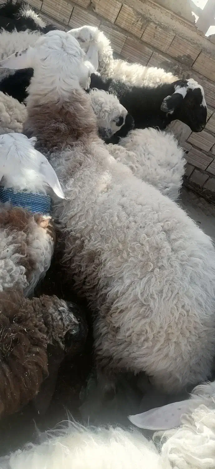 بزرگ وکوچک بره|حیوانات مزرعه|بیرجند, |دیوار