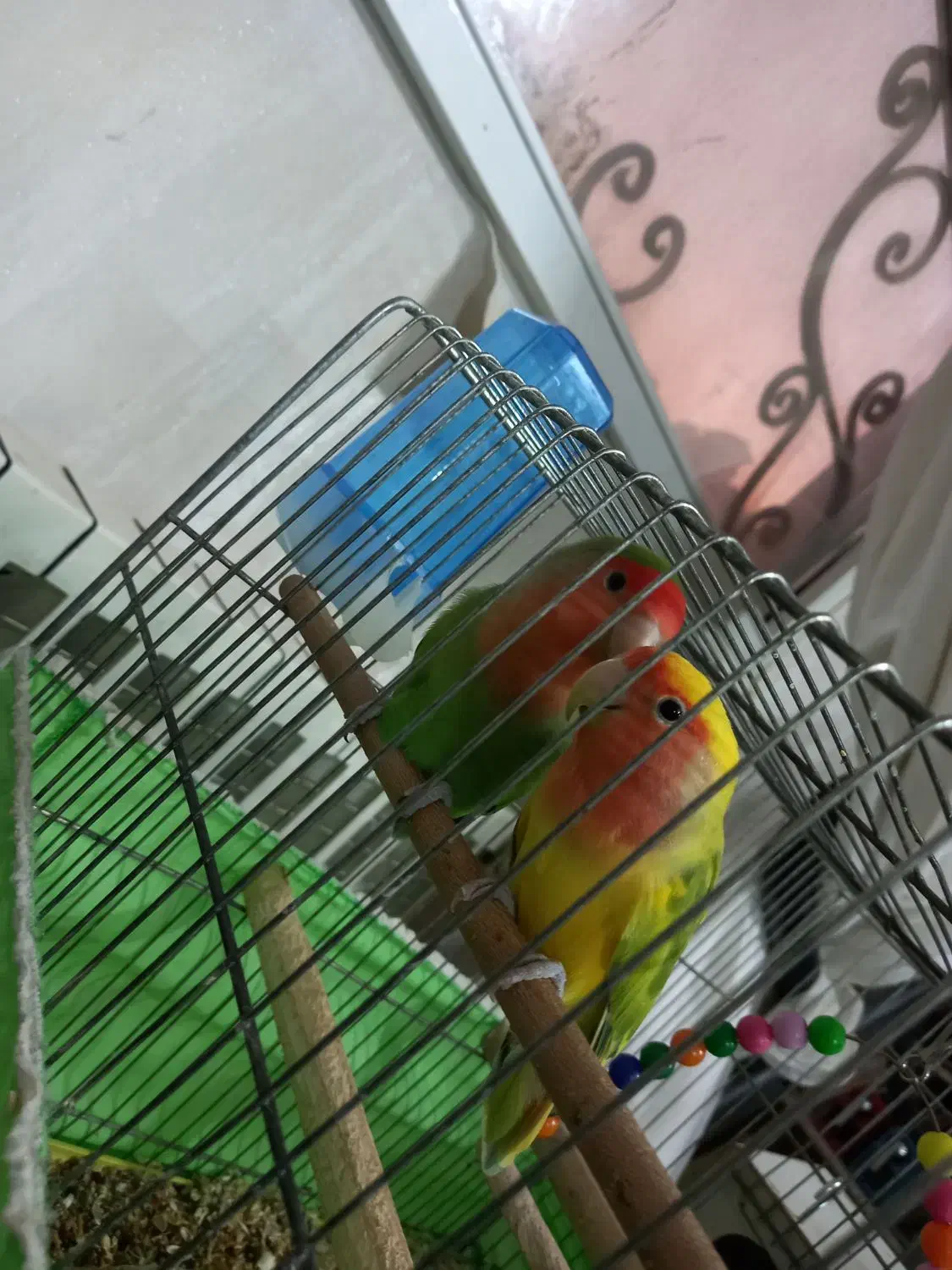 یک جفت کوتوله مولد کار داده|پرنده|قم, میرزائیه|دیوار