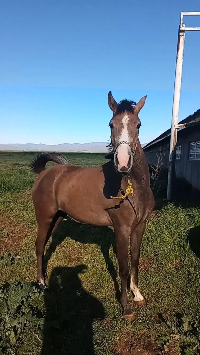 اسب|اسب و تجهیزات اسب‌سواری|اردبیل, |دیوار