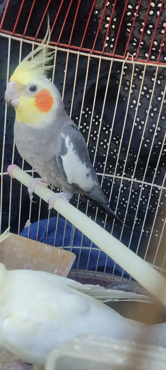 عروس هلندی نر|پرنده|بندر گناوه, |دیوار