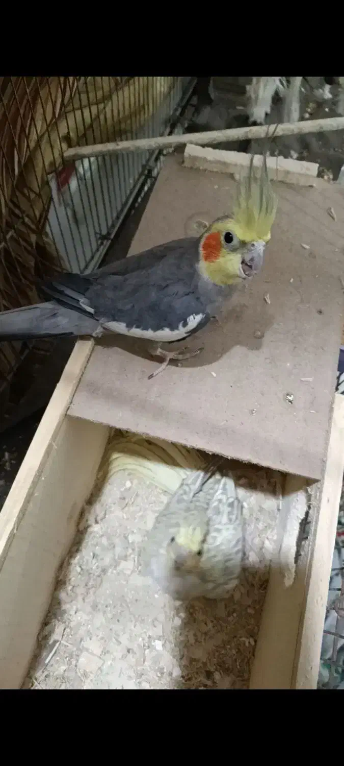 فروش|پرنده|لشت نشا, |دیوار