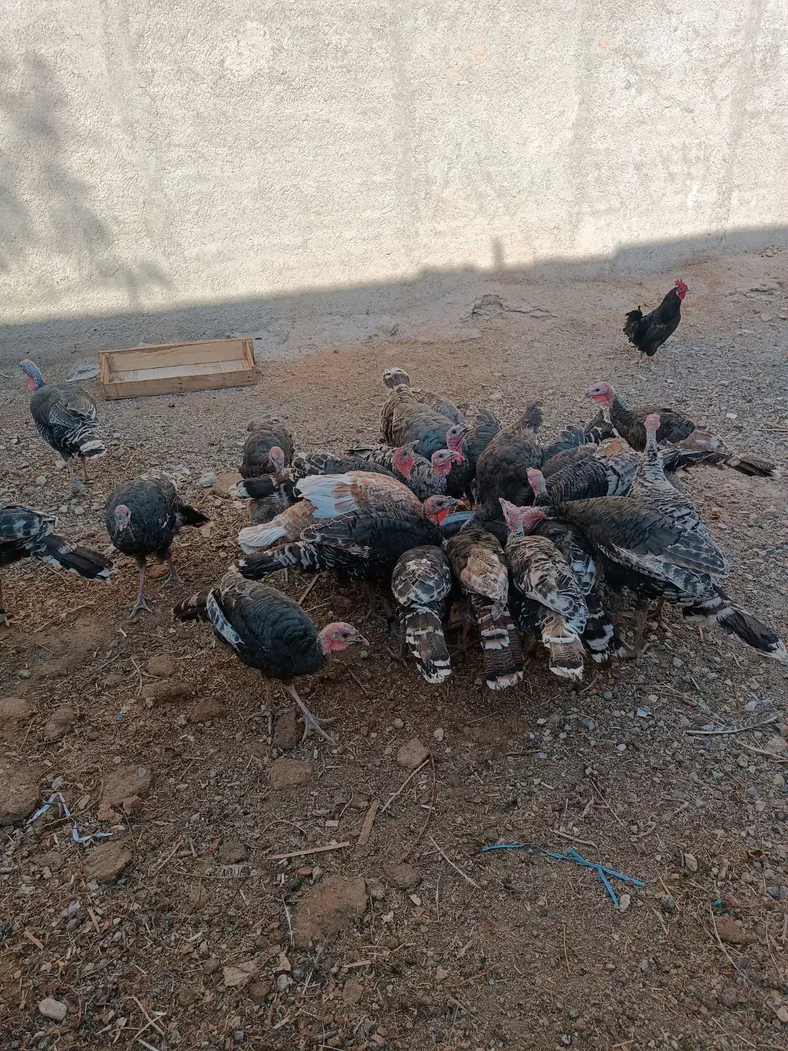 بوقلمون|حیوانات مزرعه|ابهر, |دیوار