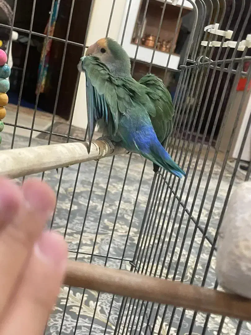 طوطی برزیلی اماده مست مست بشرط تخم گذار|پرنده|آفتاب, |دیوار