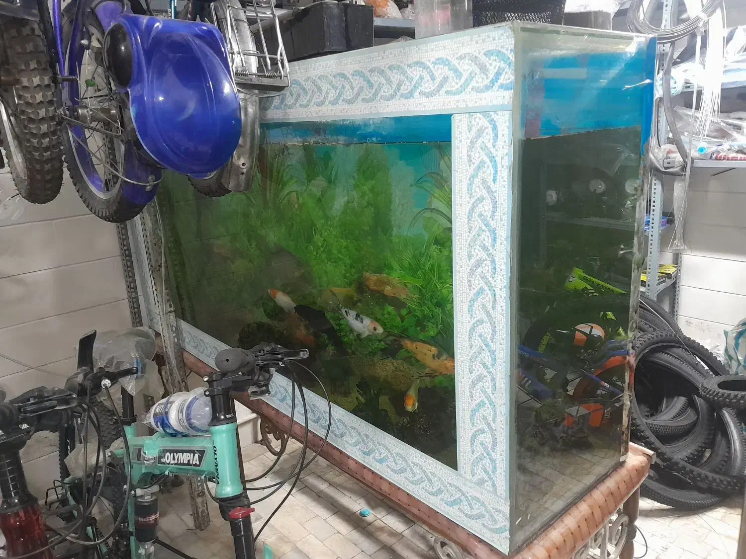 اکواریوم با ماهی|ماهی|اردکان, |دیوار