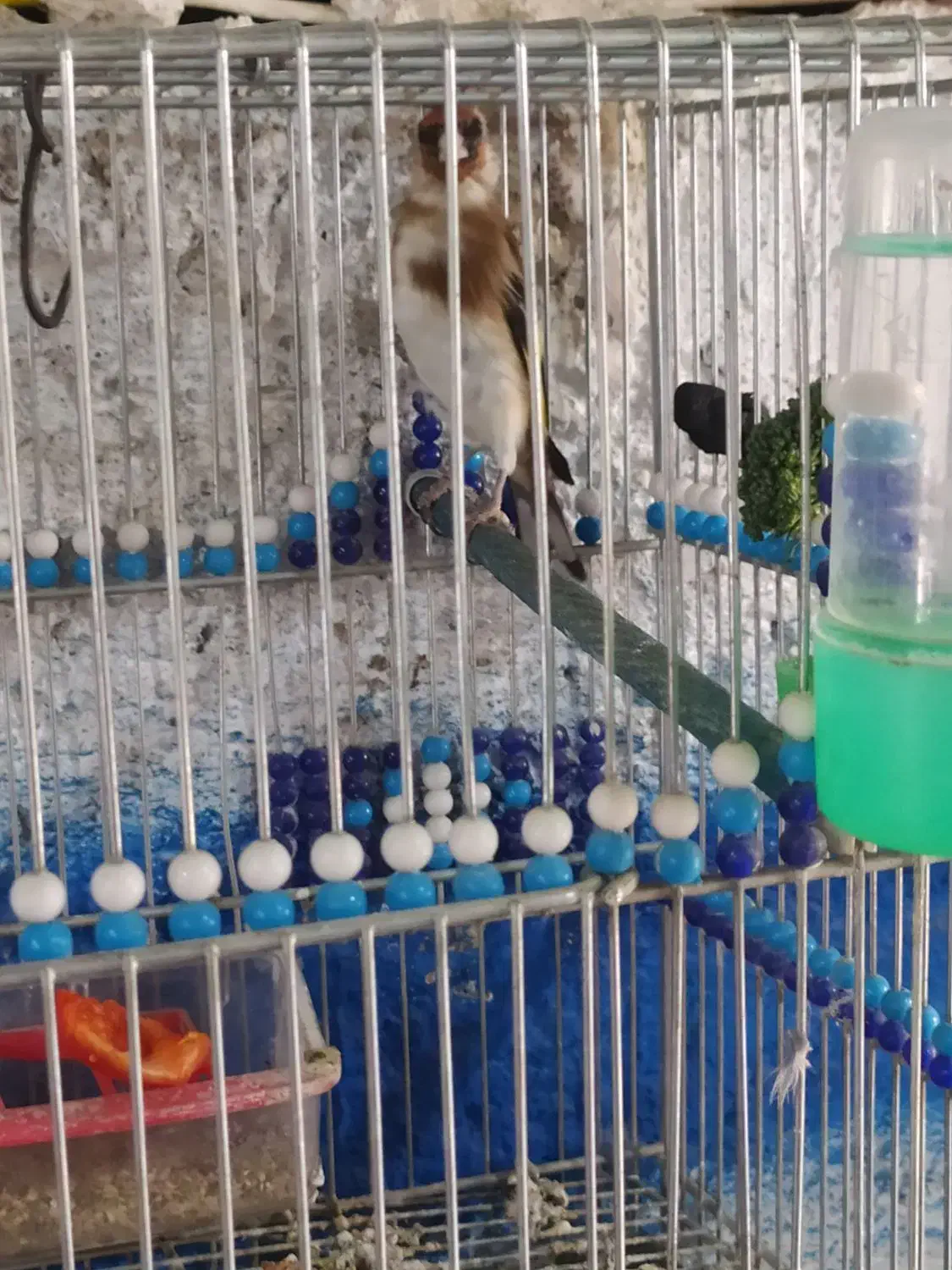 سهره 2ساله|پرنده|اصفهان, بوستان ناژوان|دیوار