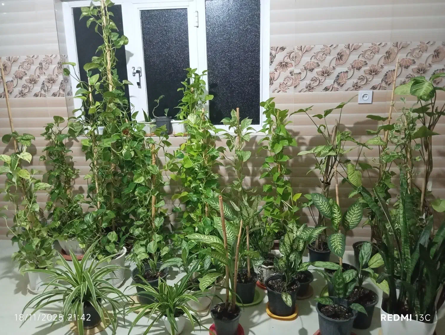 فروش انواع گل های پتوس و...|گل و گیاه طبیعی|مینودشت, |دیوار