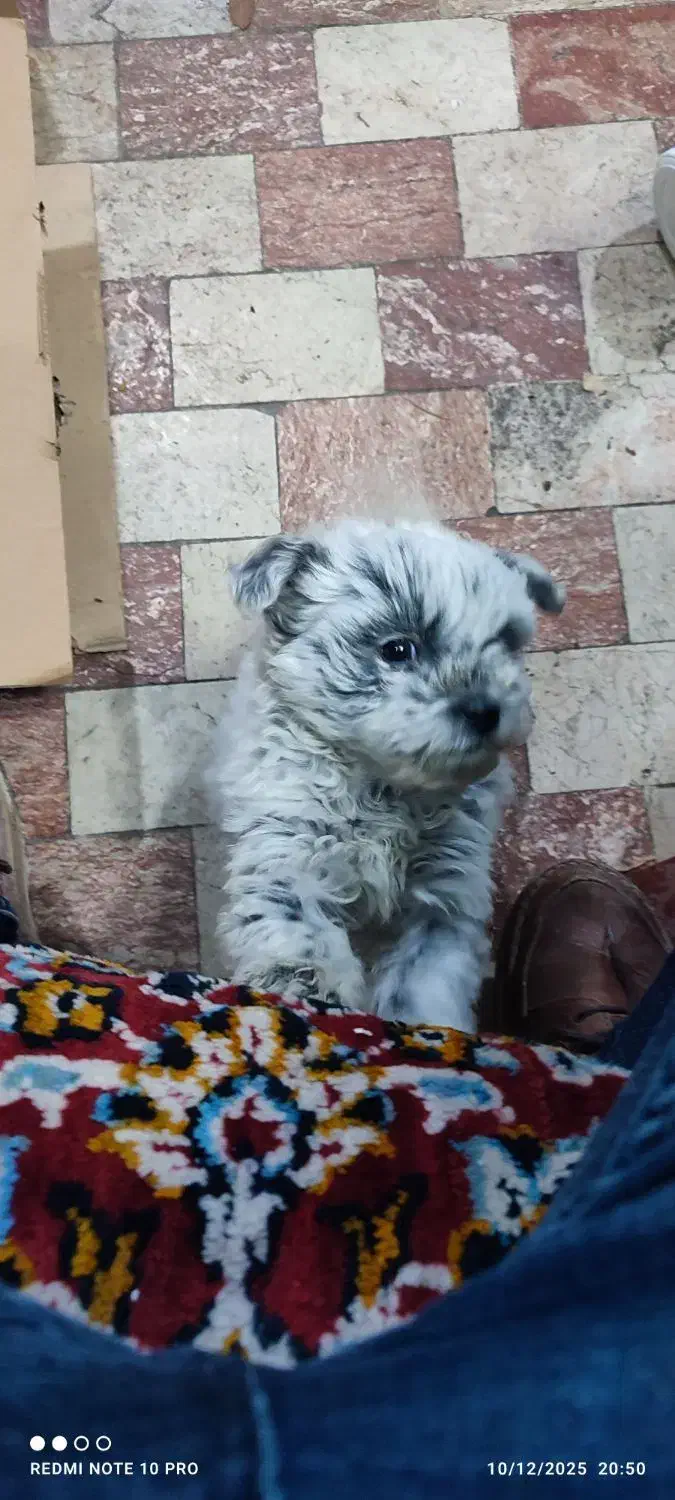 سگ مینیاتوری نر|سگ|سهند, |دیوار