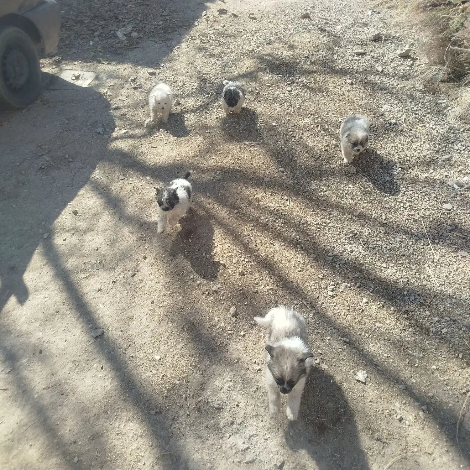 5تاتول به فروش میرسد|سگ|گیان, |دیوار