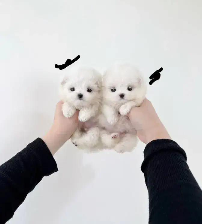 ما.لتیز|سگ|کرمانشاه, |دیوار