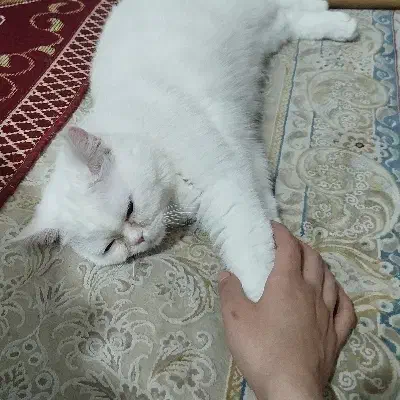 گرب ه|گربه|زاهدان, |دیوار