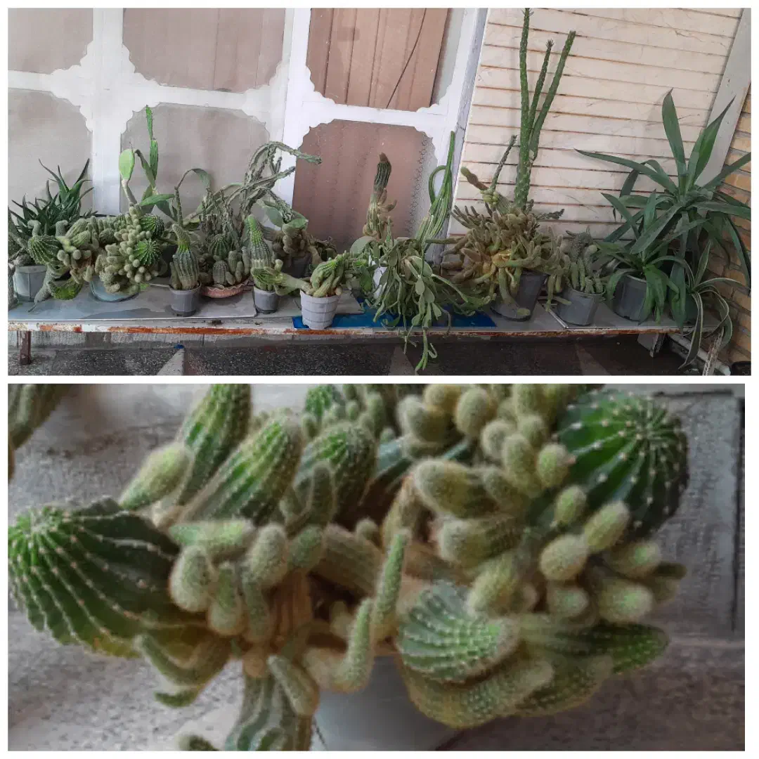 گل وکاکتوس|گل و گیاه طبیعی|فسا, |دیوار