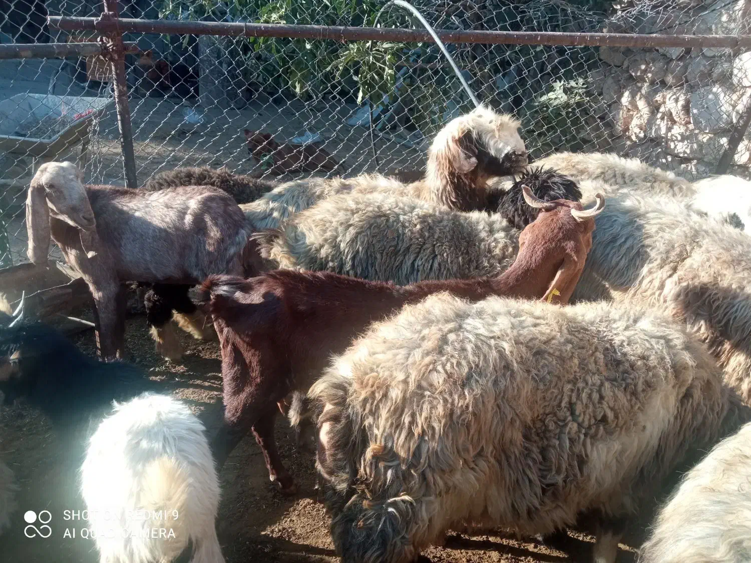 بز اصل|حیوانات مزرعه|بازفت, |دیوار