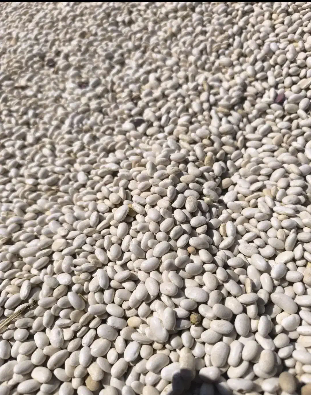 لوبیا سفید لیزر شده تمیز|عمدهفروشی|بیرانوند, |دیوار