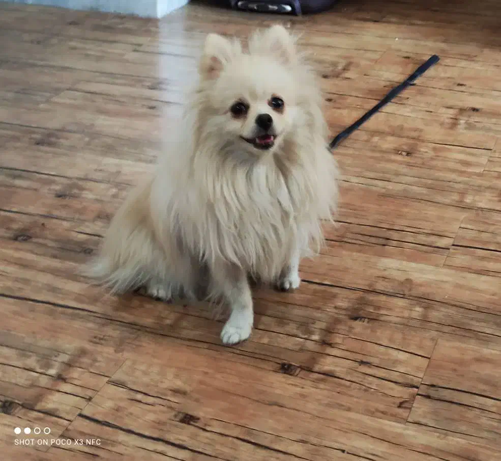 سگ پامر|سگ|شهرضا, |دیوار