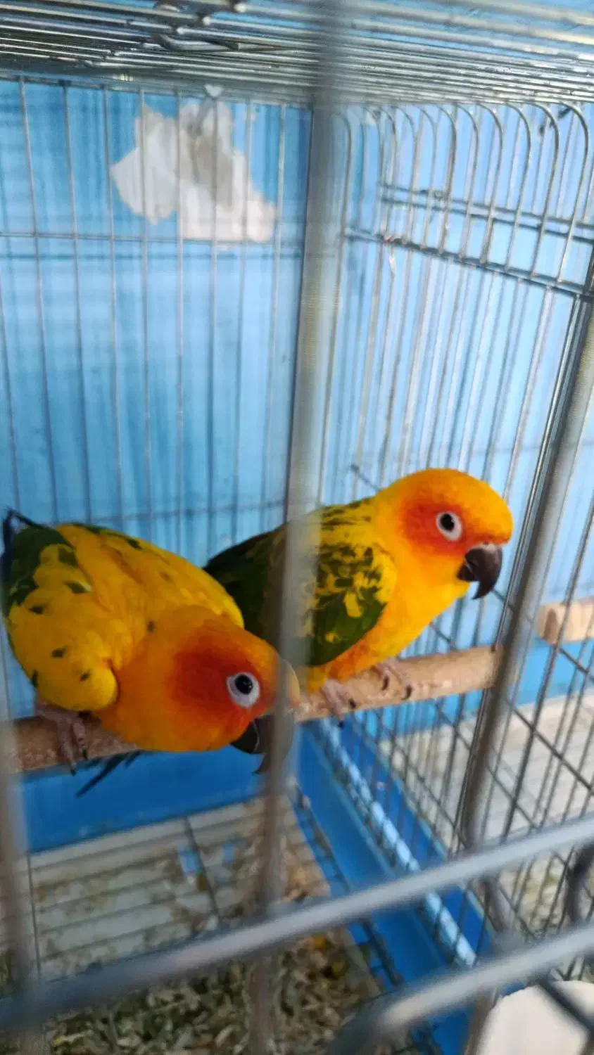 خورشیدی ملنگو شاه راهب میخرم پرندگان شما را|پرنده|شیراز, لب آب|دیوار