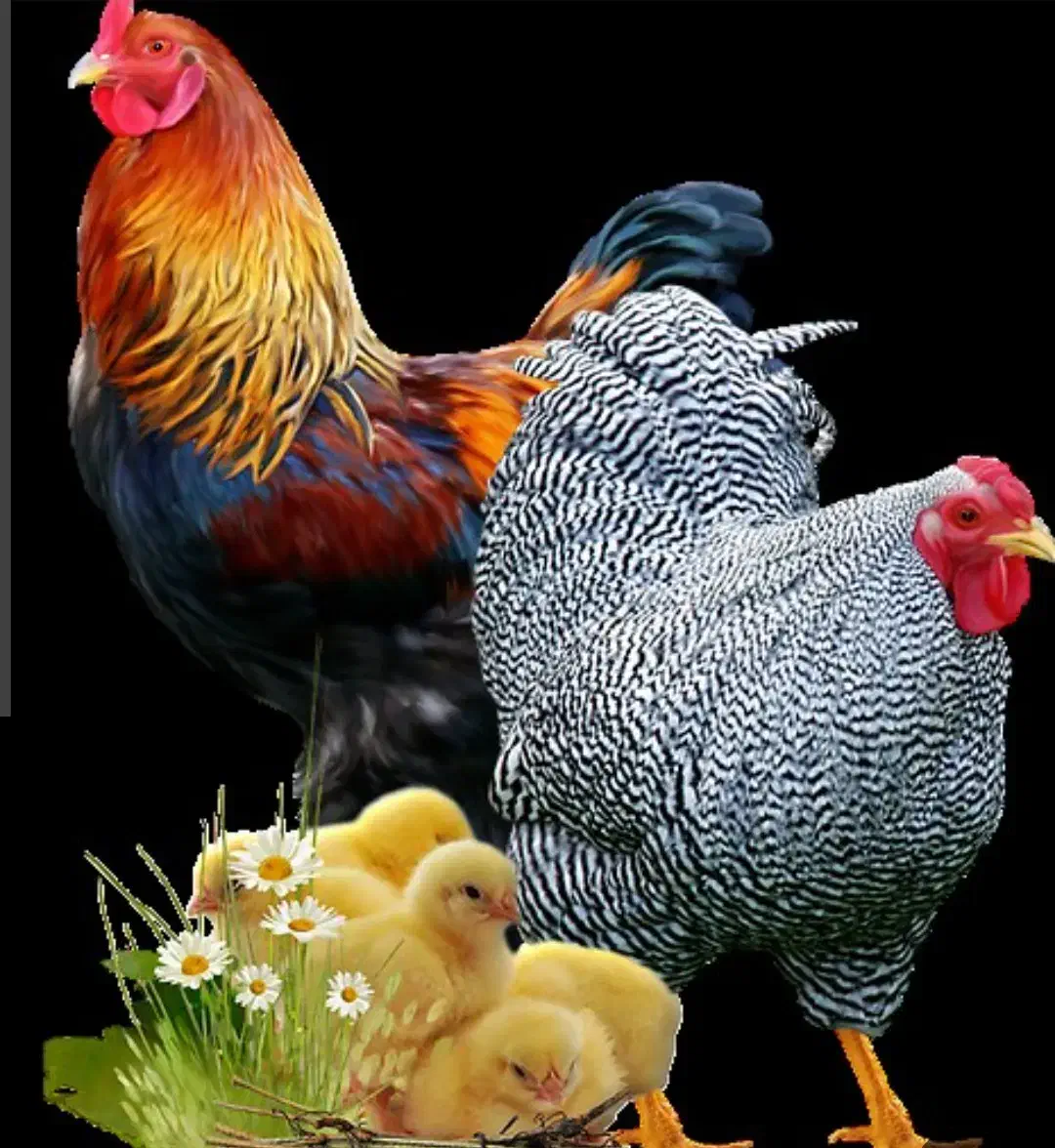 واکسن مرغ خروس جوجه اندیمشک کوی رسالت|حیوانات مزرعه|اندیمشک, |دیوار