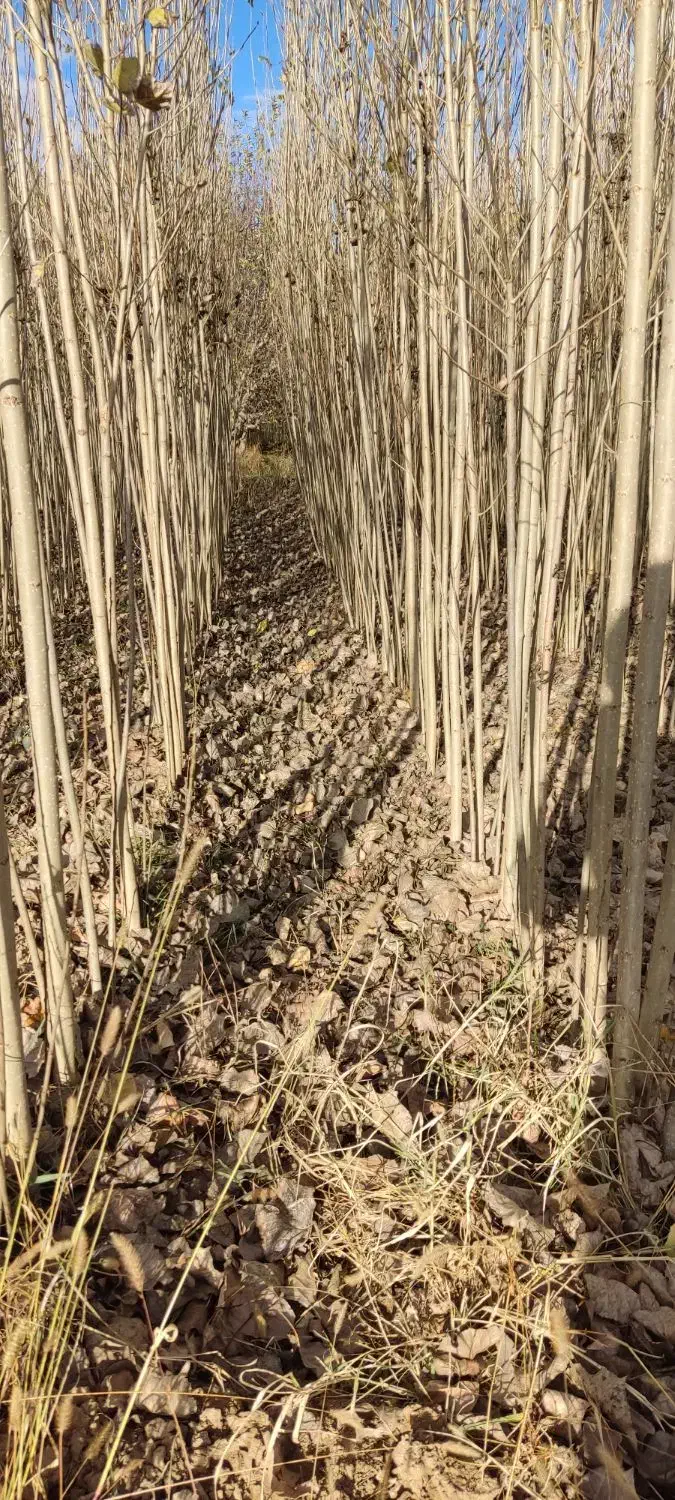 صنوبـر نیگرا|خدمات باغبانی و درختکاری|ساری, |دیوار