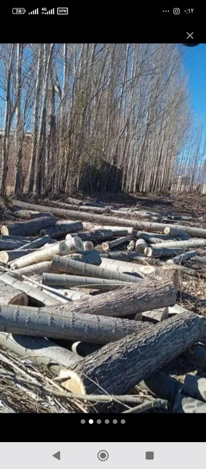 خریدار چوب|خدمات باغبانی و درختکاری|سراب, |دیوار